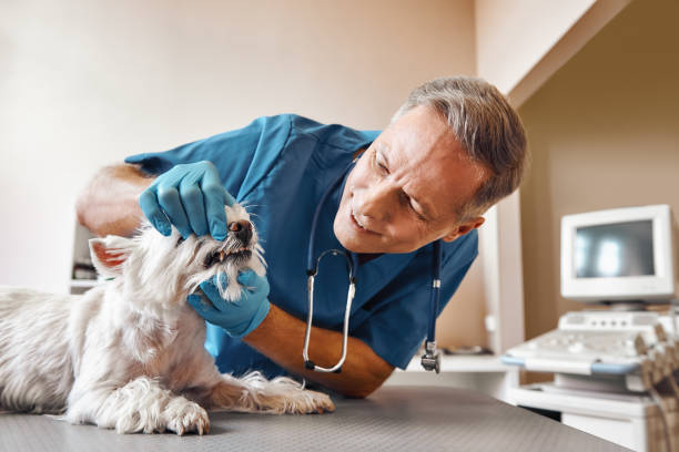 Best Emergency Root Canal Treatment in Leadville, CO